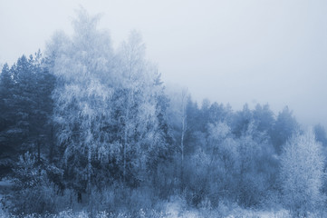 Obraz na płótnie Canvas Winter trees in fog