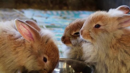 Adorable fluffy bunny rabbits eating out of same silver bowl at the county fair