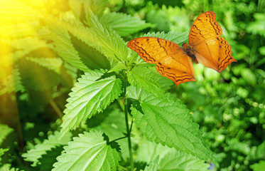 Wild nettle and orange butterfly in summer forest with morning sunlight