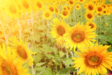 Sunflowers in the field with sunlight