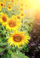 Sunflowers field in the evening with sun rays