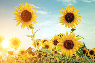 Obraz premium Sunflowers on sky background in sunset time
