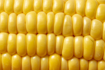 Macro view of yellow corn cob with grains