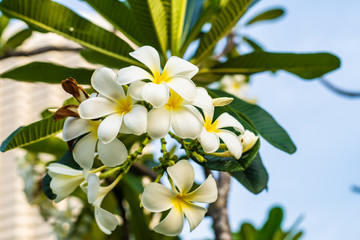 Fototapeta premium Tropical flower frangipani plumeria, Leelawadee grows on a tree