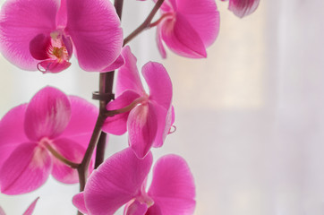 Beautiful Orchids flower image  for background with cope space.