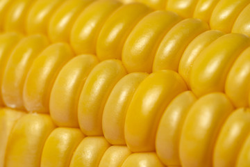 Macro view of yellow corn cob with grains