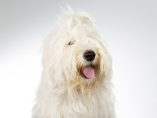 Old English Sheepdog portrait. Image taken in a studio with white background.