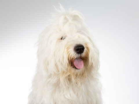 Old English Sheepdog Isolated On White Background Banco de Imagens