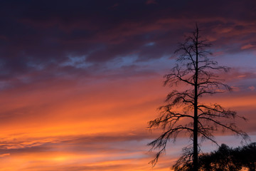 Naklejka na ściany i meble Lonely tree against the sunset sky
