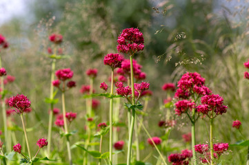 Obraz premium Centranthus ruber flowering plant, bright red pink flowers in bloom, green stem and leaves, ornamental flower