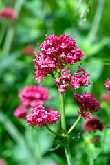 Centranthus ruber flowering plant, bright red pink flowers in bloom, green stem and leaves, ornamental flower