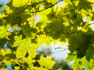 Autumn green colour leaves at sun