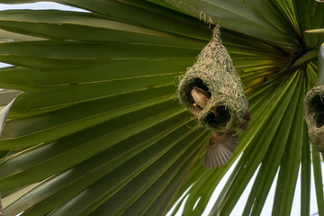 Fototapeta na wymiar Nests of a baya weaver colony suspended from a palm tree, India