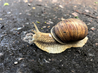 Snail crawling on the wet ground after the rain. Snail closeup in the wild.