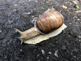 Snail crawling on the wet ground after the rain. Snail closeup in the wild.