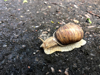 Snail crawling on the wet ground after the rain. Snail closeup in the wild.