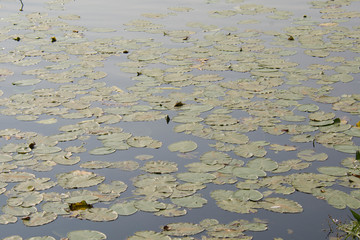 water lilies on water