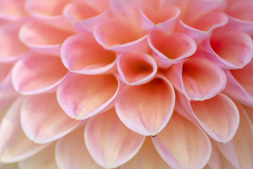 Bezauberndes detailliertes Makro einer Ball-Dahlie mit schönem Farbverlauf verschiedener Farben und vielen Blütenblättern und Blütenkelchen als Geschenk zum Muttertag direkt aus dem Gartencenter