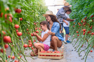 Family working together in greenhouse picking tomatoes