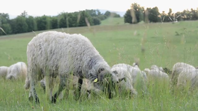 Sheep with lambs grazing in mountain. Flock of sheep with shepherd on grassy rural hillside. Animal herd eating grass on field. Green meadow in springtime. Sheep graze the pastures. Farming. Milk, mea