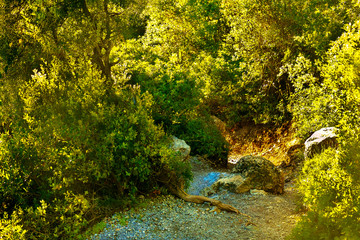 Path in a dense forest in the mountains