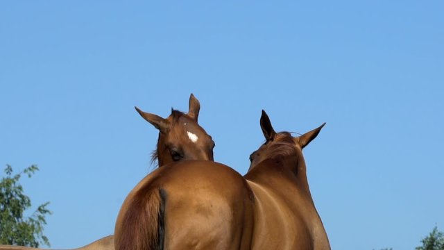 Two young horses itching with the blue skies behind