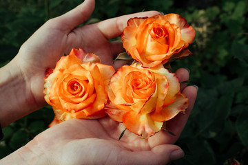 Female hands hold blooming roses. A garden in which a rose blooms