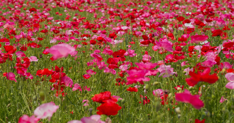 Beautiful Poppy flower garden park