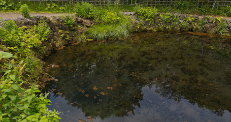Fototapeta na wymiar Water pond in Oshino Hakkai