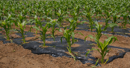 Corn plant field close up