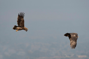 Steppe eagle, Aquila nipalensis, wildlife of Saswad, Maharashtra