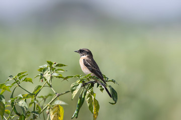 Siberian stonechat, Saxicola maurus, wildlife of Saswad, Maharashtra