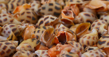 Uncooked raw fresh sea snail