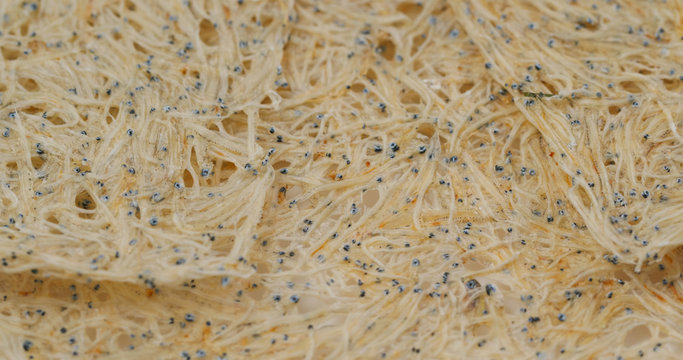Japanese dry fish snack for beer, tatami iwashi