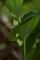 green plant with white flowers close-up, polygonatum, kupena or sindrik