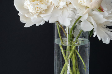 White fluffy peonies flowers in vase on black background