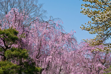 Scientific name is Cerasus itosakura (Sieb.) Masam. & Suzuki f. itosakura.
