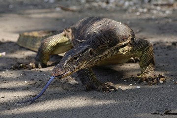 Asian water monitor 