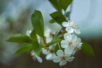 flowering cherry branch with young green leaves