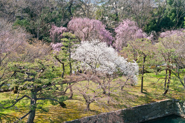Scientific name is Cerasus ×yedoensis (Matsum.) Masam. & Suzuki ‘Somei-yoshino. 