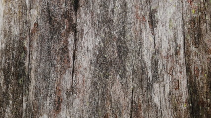 100 year old wood texture background