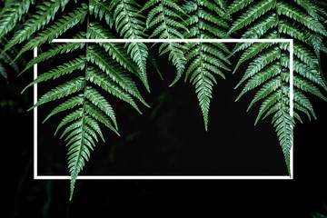 fern leaves tropical rainforest foliage creative layout design