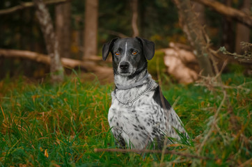 German pointer dog posing in the forest