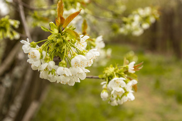View of beautiful pink apple blossoms. Beautiful spring flowers bloom on the tree.
