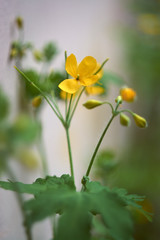 yellow celandine flowers on a blurry background