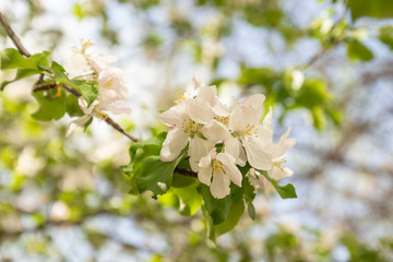 Beautiful spring flowers bloom on the tree