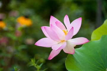 Fototapeta premium Lotus