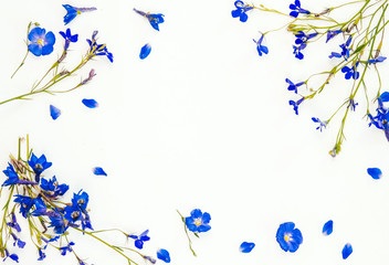blue lobelia and flax flowers on a white background. frame of blue flowers with space for text