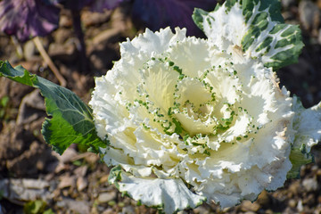 flower in the garden