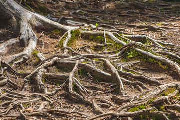 The roots of the trees on the soil surface form an amazing pattern_